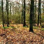 timber trees 